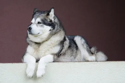 Маламут 🐶 Лохматая собака, внешне …» — создано в Шедевруме