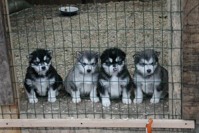 Аляскинский маламут (Alaskan Malamute) - описание породы, фото, отзывы  владельцев