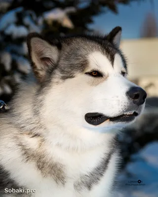 Дрессировка Аляскинский Маламут Минск и область. Alaskan Malamute |  Дрессировка собак в Минске. Дрессировка собак, социализация, коррекция  поведения, воспитание щенков.