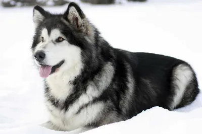 Маламут 🐶 Лохматая собака, внешне …» — создано в Шедевруме