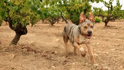 Американский Булли ║ American Bully | ВКонтакте