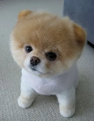 Самый симпатичный щенок Бу | Cute dogs, Boo the dog, Cute pomeranian