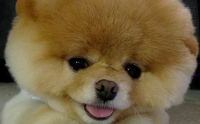 Boo the Pomeranian, Once Named the World's Cutest Dog, Dies | Cute dogs,  World cutest dog, Boo the cutest dog