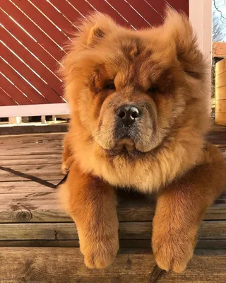 Чау-чау (Chow Chow) - необычайно красивая порода собак с синим языком.  Описание, отзывы и фото породы.