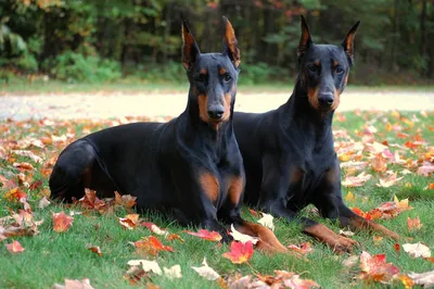 Стойка собаки Doberman изолированная на белой предпосылке Взгляд со стороны  Стоковое Изображение - изображение насчитывающей разведенными, радетель:  123880497