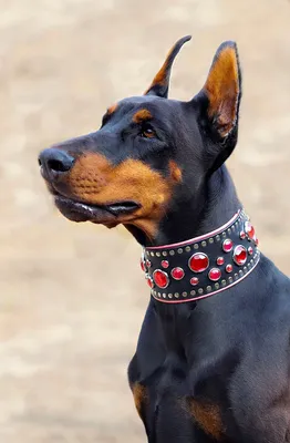 собака doberman стоковое изображение. изображение насчитывающей стойка -  4958577