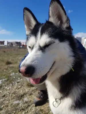 Собака хаски с голубыми глазами найдена: ул. Ленина, 24, Городищи |  Pet911.ru