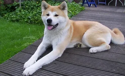 Хатико: редкие фотографии самой верной собаки в мире – Zagge.ru | Japanese  dogs, Famous dogs, Akita dog