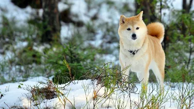 Собака Хатико белая грустная, …» — создано в Шедевруме