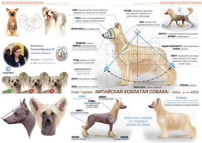 Стрижка китайской хохлатой пуховки | Зоосалон и школа груминга  All-Grooming. Груминг и обучение стрижке собак