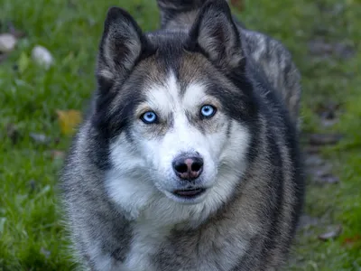 Чем отличаются лайки от хаски / хаски (husky, сибирская хаски, сибирский  хаски, ) :: лайка :: живность :: собака (собакен, песель, пес) :: копипаст  :: хайски / смешные картинки и другие приколы: комиксы, гиф анимация,  видео, лучший интеллектуальный юмор.