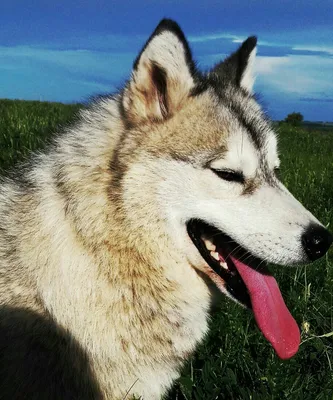 Западносибирская лайка (West Siberian Laika) - это очень активная и  энергичная порода собак. Фото, описание и отзывы.