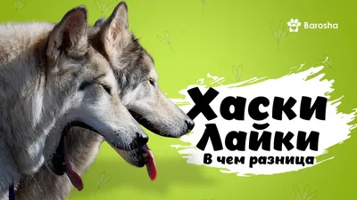 My dog West Siberian husky, Моя западно-сибирская лайка, Охотничья собака,  лайка | Охотничьи собаки, Собаки, Щенок хаски