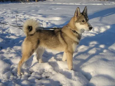 Найдена собака, кобель лайки/хаски, г. Долгопрудный | Pet911.ru