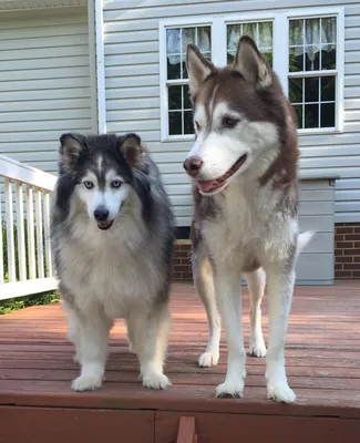 My dog West Siberian husky, Моя западно-сибирская лайка, Охотничья собака,  Моя западно-сибирская лайка щенок, dog, hunter dog, лайка, … | Щенок хаски,  Хаски, Собаки