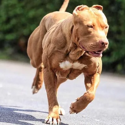 staff #pitbull #верныйдруг #amstaff #собака#pit #bul #пес#pitistaff#порода # питбуль... | Bully breeds dogs, Pitbull dog breed, Dog breeds