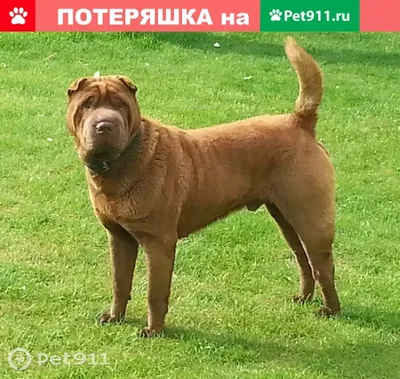 Шарпей — MyPets.kg