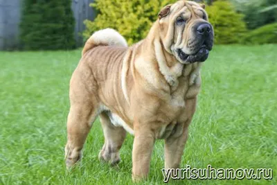 Шарпей (Китайская бойцовая собака) / Shar Pei (Chinese Fighting Dog) -  PetsPoint.ru