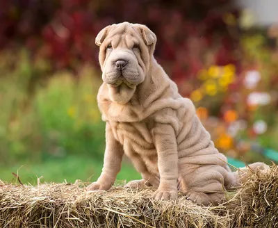 Шарпей: характеристика, описание, фото, плюсы, минусы собак породы 🐕