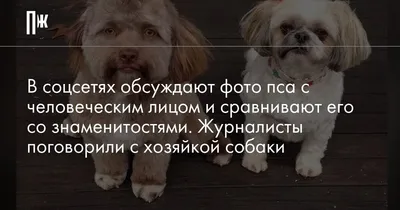 Вы когда-нибудь видели собаку с человеческим лицом? В соцсетях годами  сравнивают пса со знаменитыми актерами, а его хозяйка поначалу не замечала  его сходства с людьми