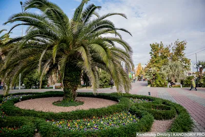 В центре Сочи из-за Дня города на несколько дней ограничат движение  транспорта - 24 мая 2023 - sochi1.ru