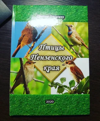 Иллюстрация птиц, голубой Jay, соколы в полете Иллюстрация штока -  иллюстрации насчитывающей свободно, нарисовано: 142975440