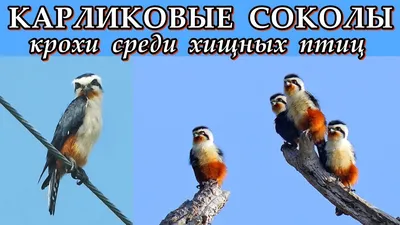 Дроф и соколов выпустили в дикую природу в Казахстане - большинство птиц  вырастили в ОАЭ - 12.05.2023, Sputnik Казахстан