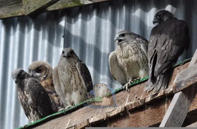 Семейство Соколиные (Falconidae) | это... Что такое Семейство Соколиные  (Falconidae)?