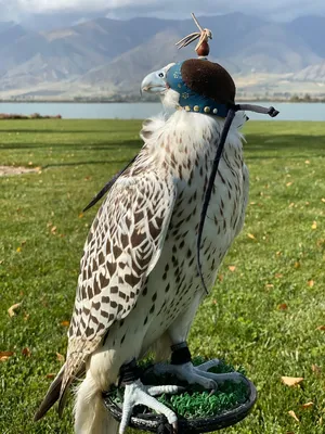 Peregrine Falcon Athena SCREAMS / in the process of molting / ULTRASOUND -  YouTube