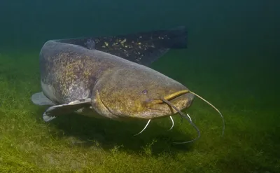 Сом обыкновенный, рыба семейства сомовых, Silurus glanis