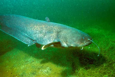 Сом обыкновенный (Silurus glanis) | FishingBY.com