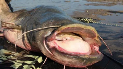 Рыбы сома на песке моря стоковое фото. изображение насчитывающей влажно -  63723904