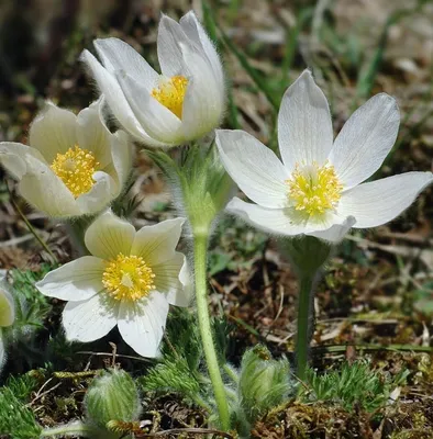 Сон-трава луговая (прострел) белая Pulsatilla pratensis white - купить  семена цветов с доставкой по Украине в магазине Добродар