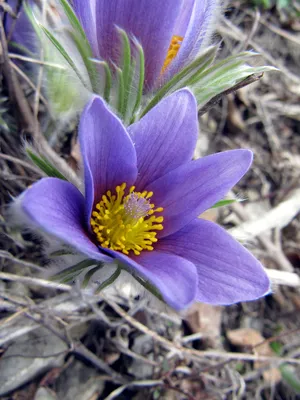 Сон-трава луговая (прострел) синяя Pulsatilla pratensis blue - купить  семена цветов с доставкой по Украине в магазине Добродар