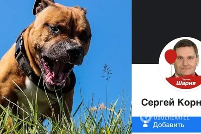 Пропали 2 стаффа с МКР в Жилгородке, Ева и Пирс без ошейников | Pet911.ru