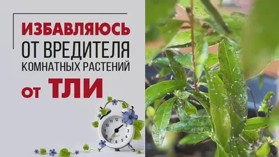 Паутинный клещ на комнатных растениях: как избавиться от вредителя | ivd.ru