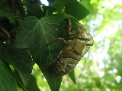 Цикада (фото): искусно поющее насекомое - Kot-Pes