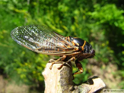 Зеленое насекомое цикады на деревянное внешнем Сочи Стоковое Изображение -  изображение насчитывающей крыла, фауна: 124343213