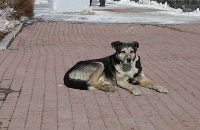 Сегодня на ул. Профсоюзов перед тролейбусным кольцом, у к-ра \"Россия\" шла  пешком ( слава Богу без детей!!!), две женщины.. | ВКонтакте