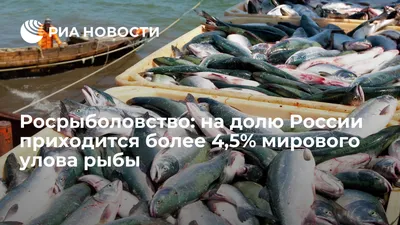 Улов рыбы в России вырос до 4,6 млн тонн — РБК