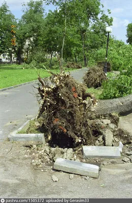 Ураган в Москве продлится до 14 ноября