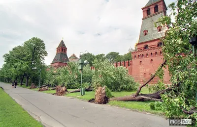 Ураган в Москве - Энциклопедия роз