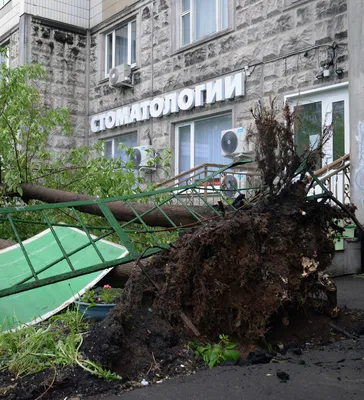 Ураган в Москве повалил тридцать три дерева - Москвич Mag