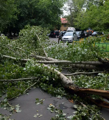 Последствия урагана в Москве