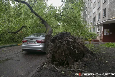 Ураган повалил более 600 деревьев и повредил 90 машин в Москве :: Новости  :: ТВ Центр