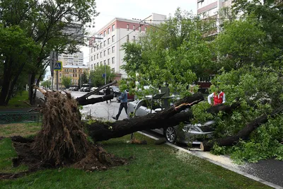 Последствия урагана в Москве - РИА Новости, 30.05.2017