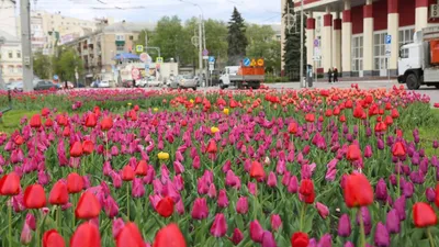 На улицах Воронежа весной 2022 года зацвели 86 тысяч тюльпанов