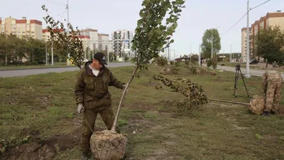 Более 600 тыс однолетних цветов посадят в Воронеже в 2021 году