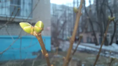 К концу весны в Воронеже демонтируют все балконы дома №18 на Пушкинской |  ОБЩЕСТВО: ЖКХ | ОБЩЕСТВО | АиФ Воронеж