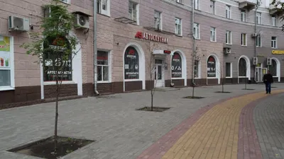 В Воронежской области расцвели первые подснежники | ОБЩЕСТВО: События |  ОБЩЕСТВО | АиФ Воронеж